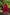 Evanik Women Pure Chanderi Plain With Zari Weaving Work Border Stitched Lehenga With Unstitched Blouse Dupatta(Up to 42)