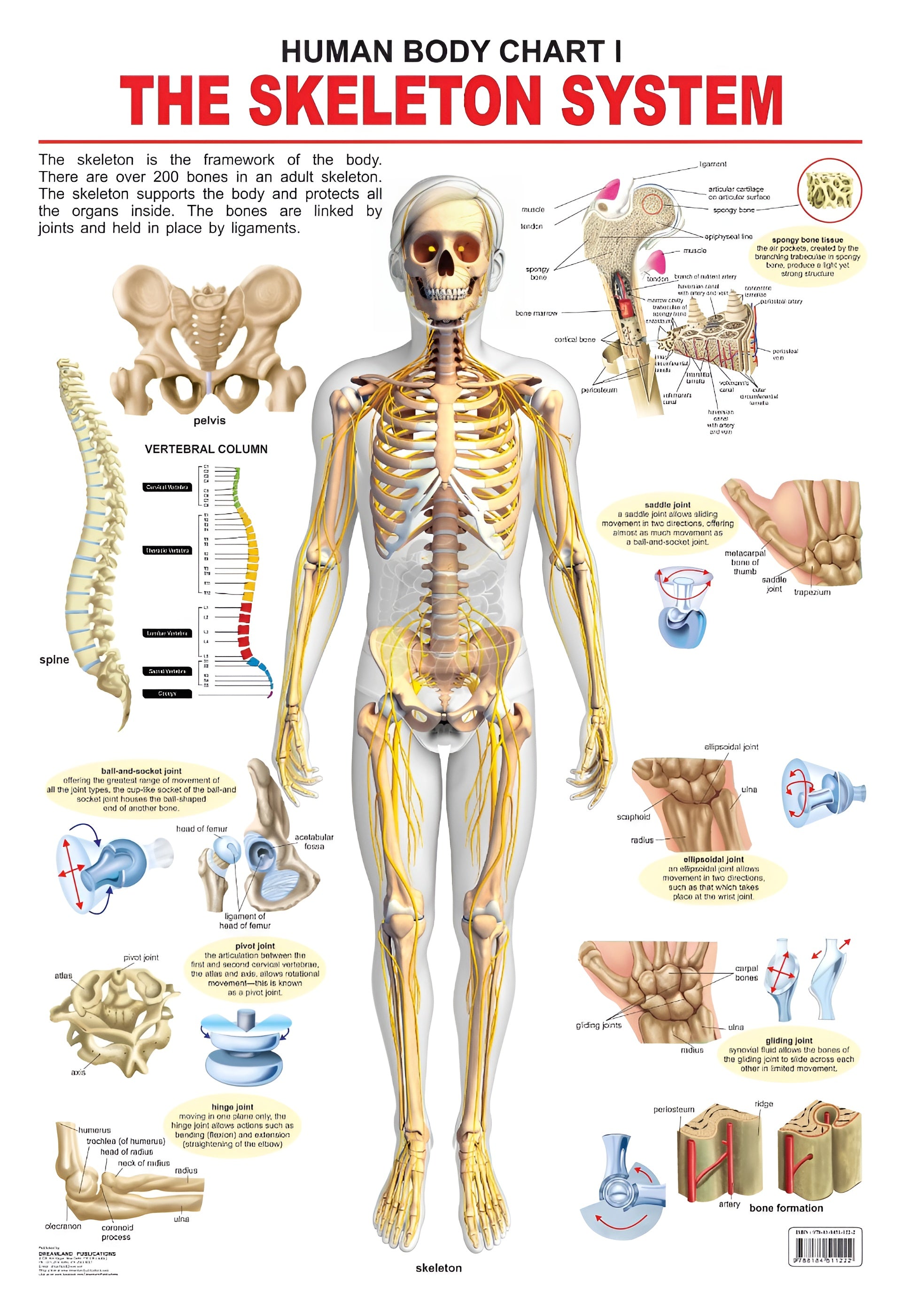 Dreamland Publications Educational Chart for Kids - The Skeletal System - Distacart