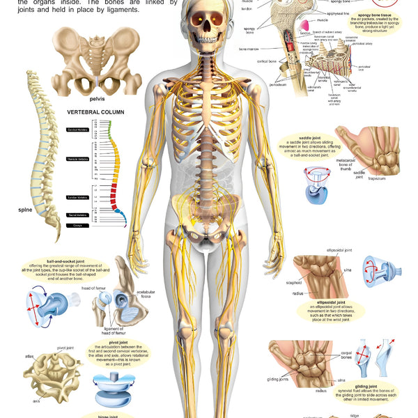 Dreamland Publications Educational Chart for Kids - The Skeletal System - Distacart