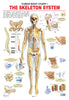Dreamland Publications Educational Chart for Kids - The Skeletal System - Distacart