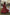 Preksha Creation Women Red Fox Georgette With Digital Print With Embroidery Belt With Dori Gown Maxy - Red - Distacart