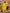 J4894YELLOW (1)-2000x2666