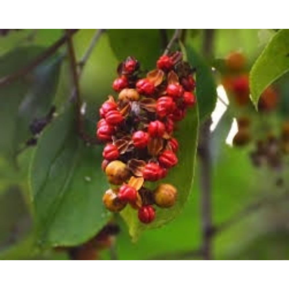 Nxtgen Ayurveda Malkangani Seeds - Distacart