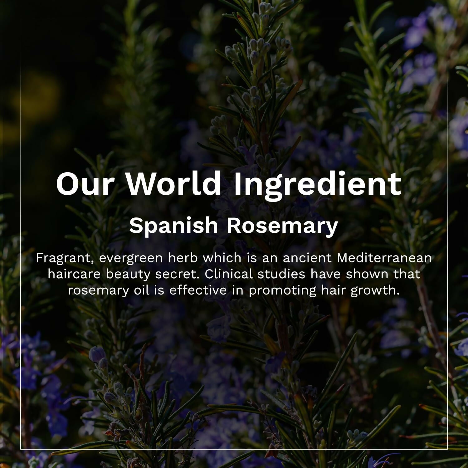 Pilgrim Spanish Rosemary & Biotin Anti Hairfall Conditioner For Reducing Hair Loss & Breakage - Distacart