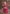 Vegaa Fashion Pink Chinon Silk Embroidered Sharara Suit