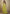 Vegaa Fashion Yellow Chinon Silk Digital Print Western Style Palazzo Suit
