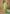 Vegaa Fashion Light Yellow Chinon Silk Digital Print Designer Palazzo Suit