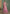 Vegaa Fashion Light Pink Real Georgette Embroidered Anarkali Suit