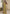Vegaa Fashion Mustard Georgette Embroidered Gown With Silk Sturg