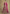 Vegaa Fashion Pink Real Georgette Embroidered Anarkali Suit