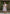 Preksha Creation Georgette Floral Printed Women White Short Gown - Distacart