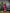 Joban Fashion Banarasi PlumWoven Soft Silk Saree