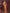 Ai Fashion Copper Rangoli Silk Embroidery Party Wear Saree