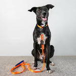 Thumbnail for Waggety Dog Leash - Durable Orange Polyester, Length - 5Ft, Comfortable Grip, Stylish Pet Leash for Dogs