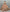 Jyoti Fashion Women's Peach Bridal Net Fancy Foil & Sequins with Multi Thread Embroidered Wedding Lehenga Choli - Distacart