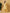 Yufta Yellow Floral Print Thread-Work Straight Kurta Trouser Dupatta Set