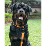 Thumbnail for Waggety Dog Leash - Durable Orange Polyester, Length - 5Ft, Comfortable Grip, Stylish Pet Leash for Dogs