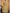 Myra Mustard Soft Net Heavy Embroidered Designer Lehenga - Distacart