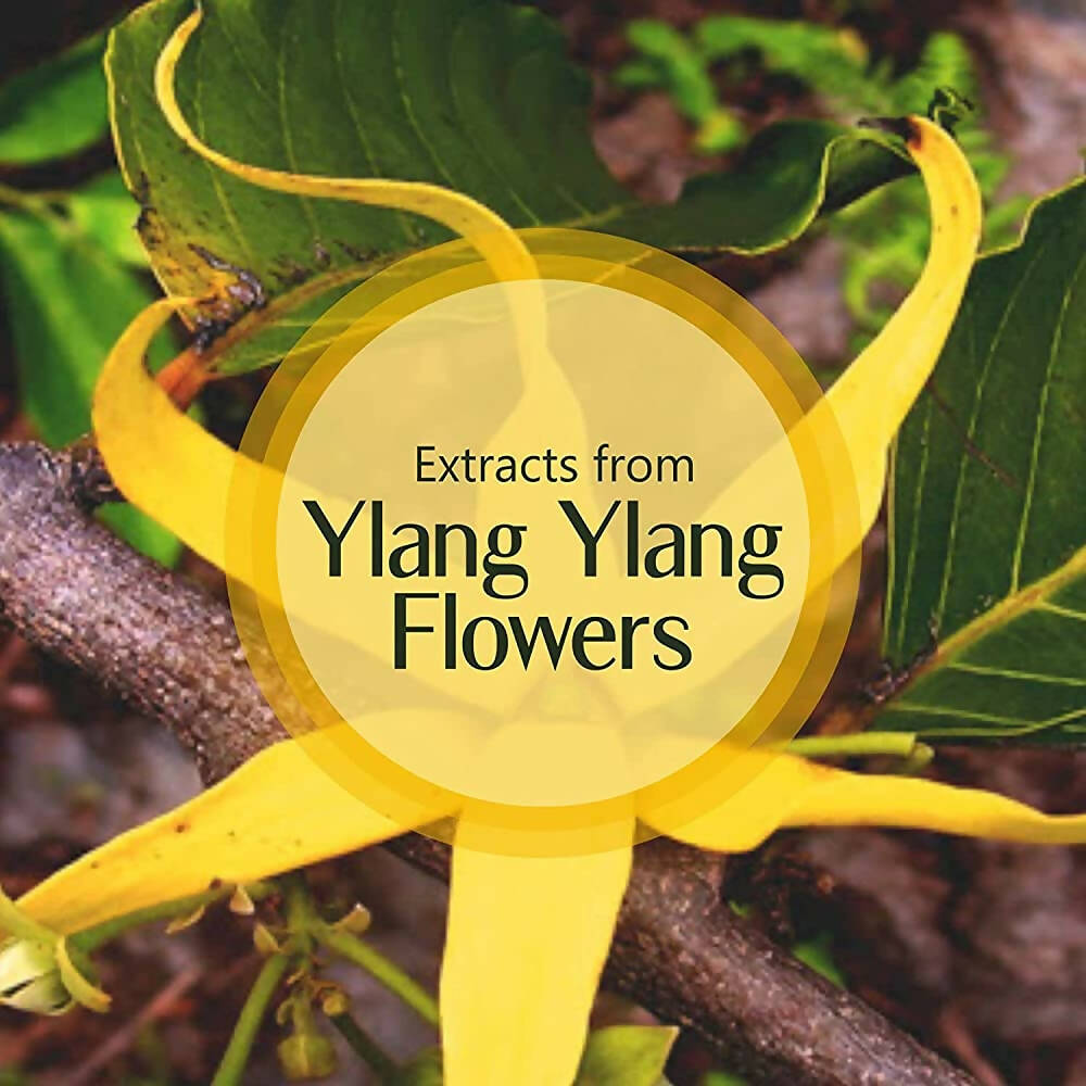 Old Tree Ylang Ylang Essential Oil - Distacart