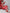 Ishin Women Red & White Printed Cotton Bandhani Kurta Palazzos & Dupatta with Zari - Distacart