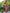 Tikhi Imli Floral Printed Embossed Ready to Wear Saree - Distacart
