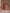 Juniper Women's Maroon Rayon Printed Straight Kurta - Distacart