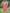 Juniper Pink Chanderi Festive Embroidered Placement Printed Straight Kurta Set - Distacart