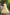 Juniper Light Yellow Georgette Festive Printed Flared Maxi For Women - Distacart
