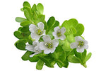 Thumbnail for Luxura Sciences Organic Brahmi Oil for Hair Growth - Distacart