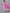 Kalini Women Pink Ethnic Motifs Printed Pure Cotton Kurta with Trouser & Dupatta - Distacart