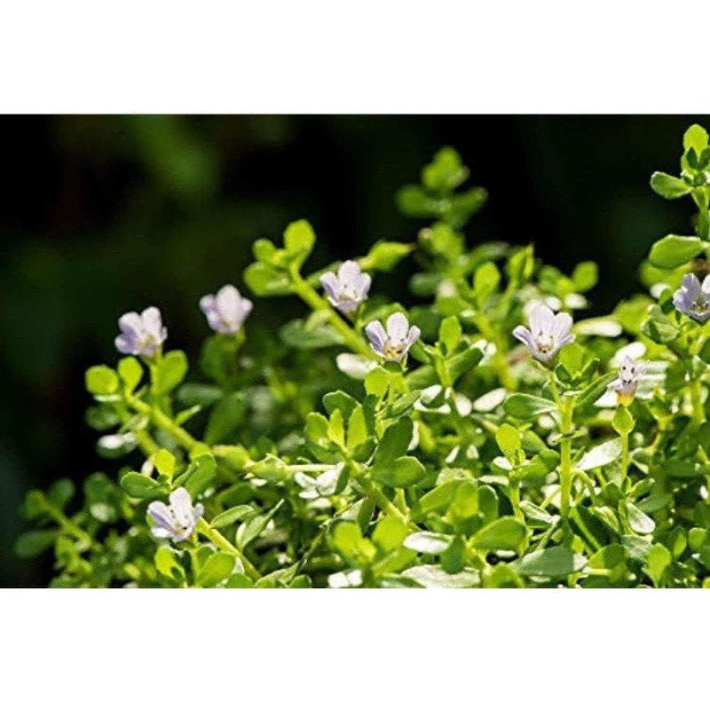 Mesmara Herbal Brahmi Powder 100g - Distacart