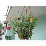 Thumbnail for Hanging Pots / Planters Terracotta Color - Distacart