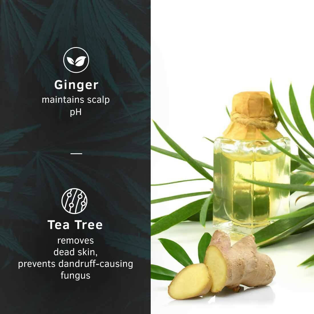 Ustraa Anti-Dandruff Hair Serum With Ginger And Tea Tree - Distacart
