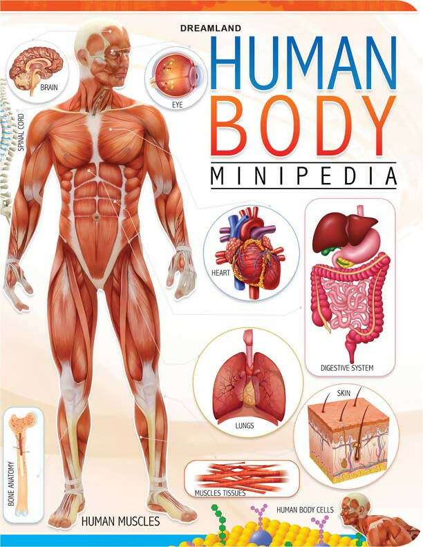 Dreamland Human Body Minipedia - Distacart