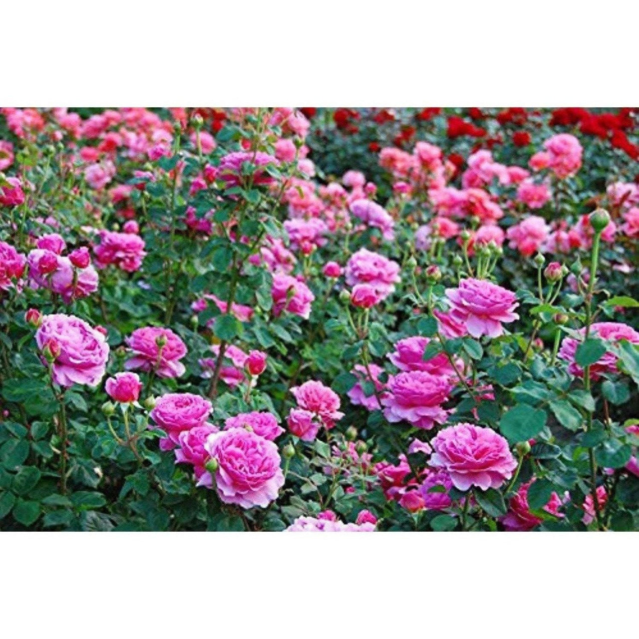 Mesmara Herbal Rose petal powder 75g - Distacart