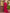 Mitera Embellished Pure Chiffon Saree with Swaroski Border - Distacart