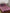 Nendle Magenta Woollen 400 TC King Bedsheet with 2 Pillow Covers - Distacart