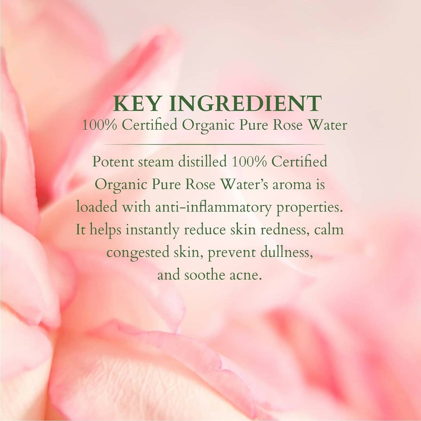 Lotus Organics+ 100% Pure Rose Floral Water - Distacart