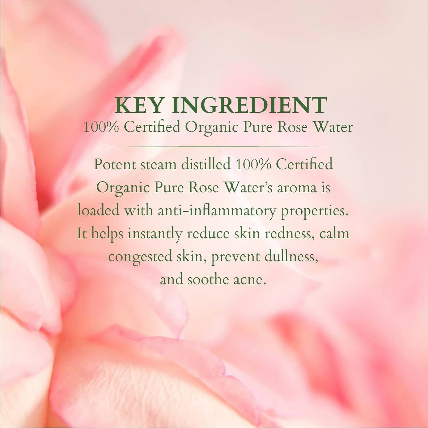 Lotus Organics+ 100% Pure Rose Floral Water - Distacart