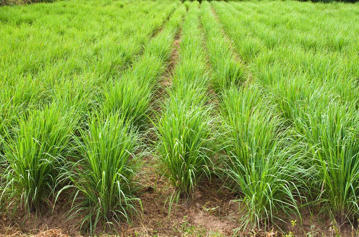 Luxura Sciences Lemon Grass Essential Oil - Distacart