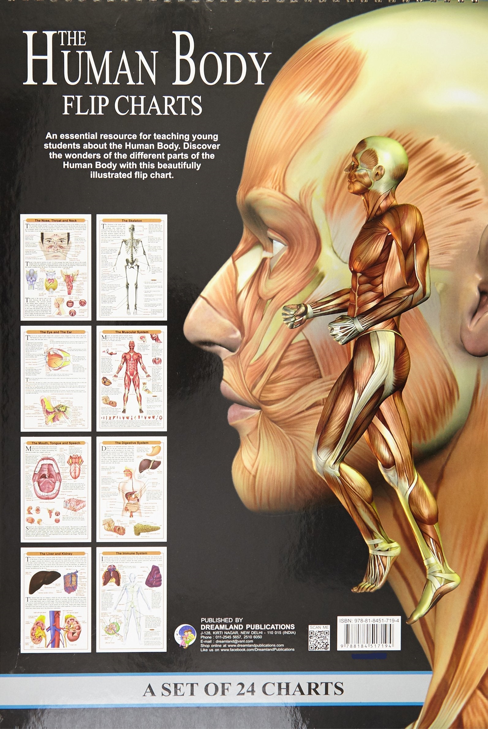Dreamland The Human Body Flip Charts - Distacart