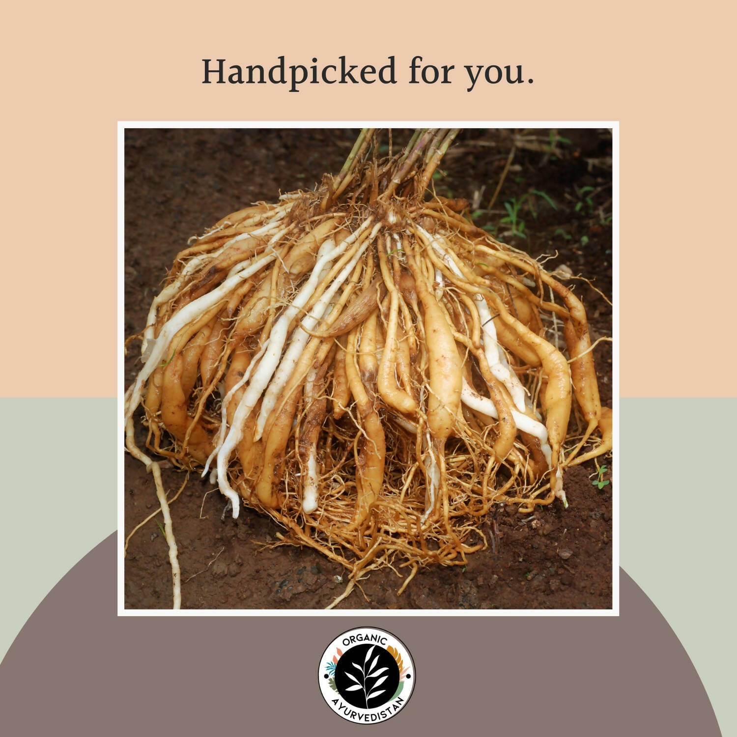 Organic Ayurvedistan Shatavari Powder - Distacart