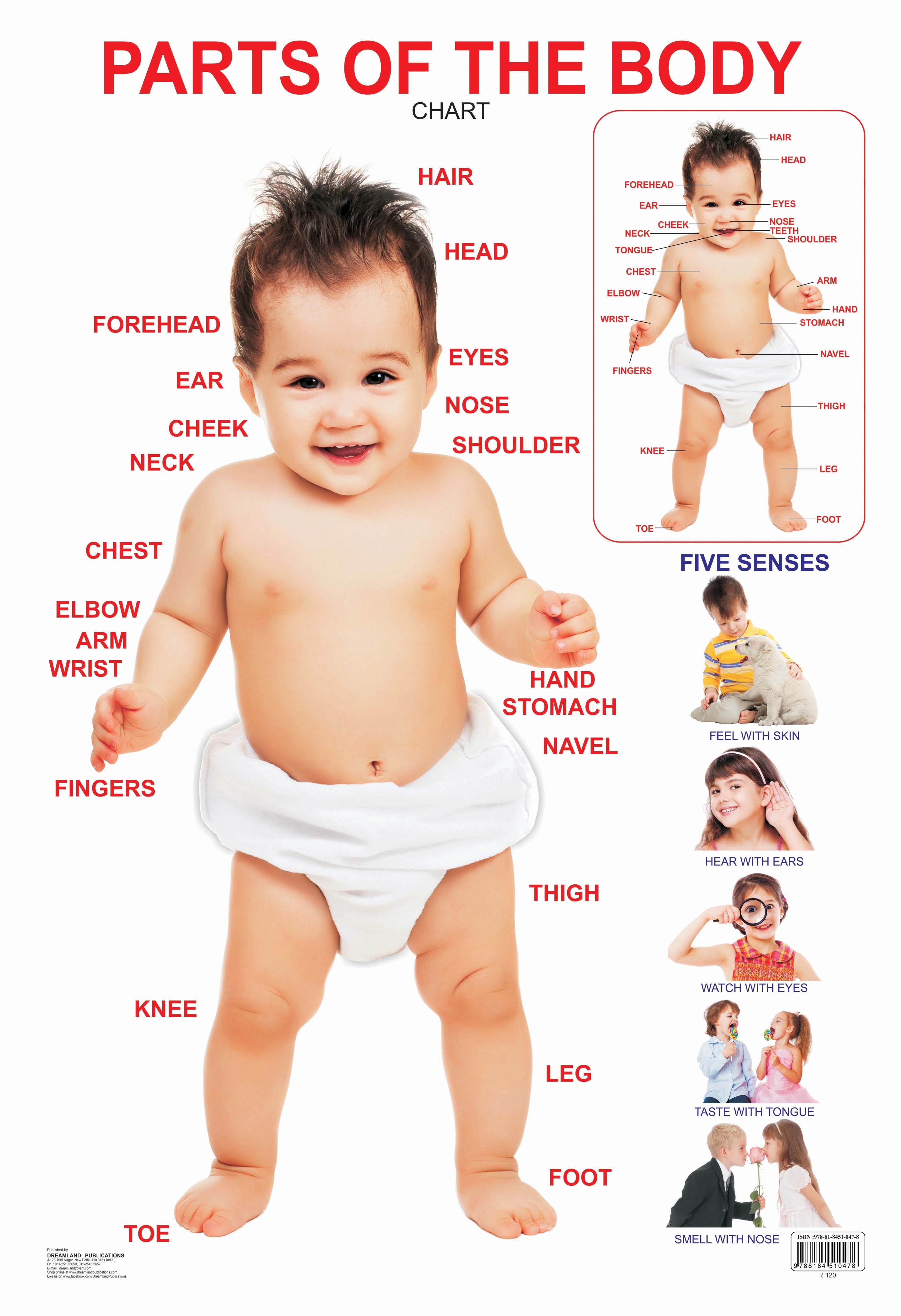 Dreamland Publications Educational Chart for Kids - Parts of The Body - Distacart