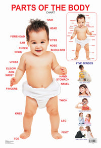 Thumbnail for Dreamland Publications Educational Chart for Kids - Parts of The Body - Distacart
