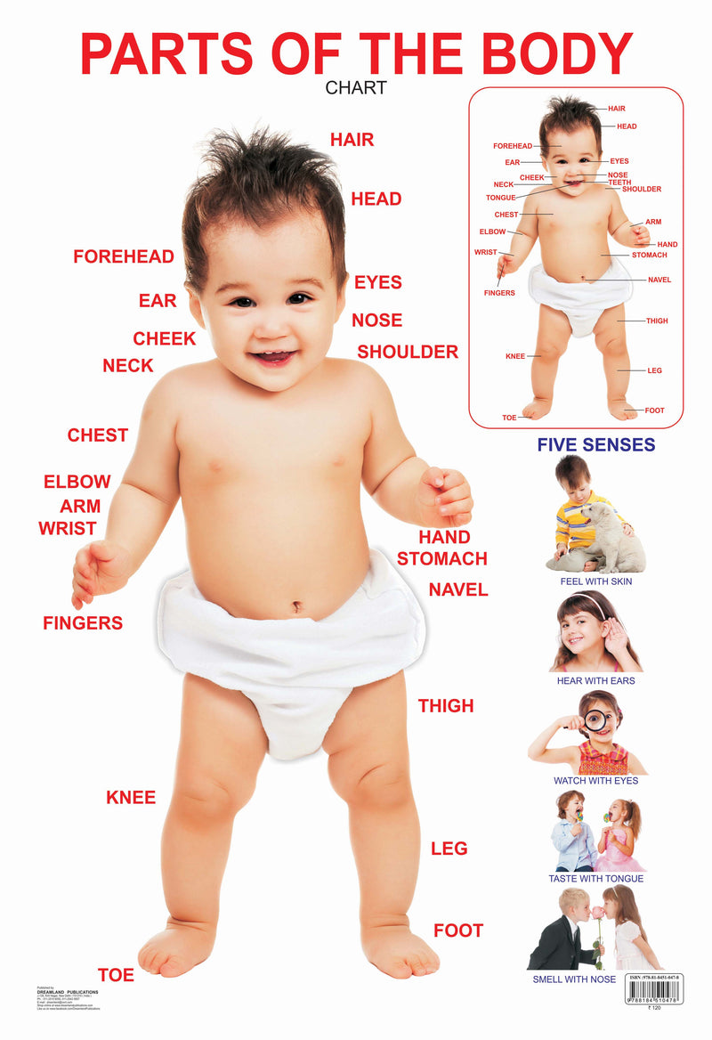 Dreamland Publications Educational Chart for Kids - Parts of The Body - Distacart