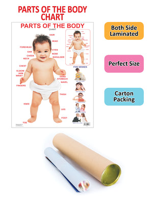 Dreamland Publications Educational Chart for Kids - Parts of The Body - Distacart