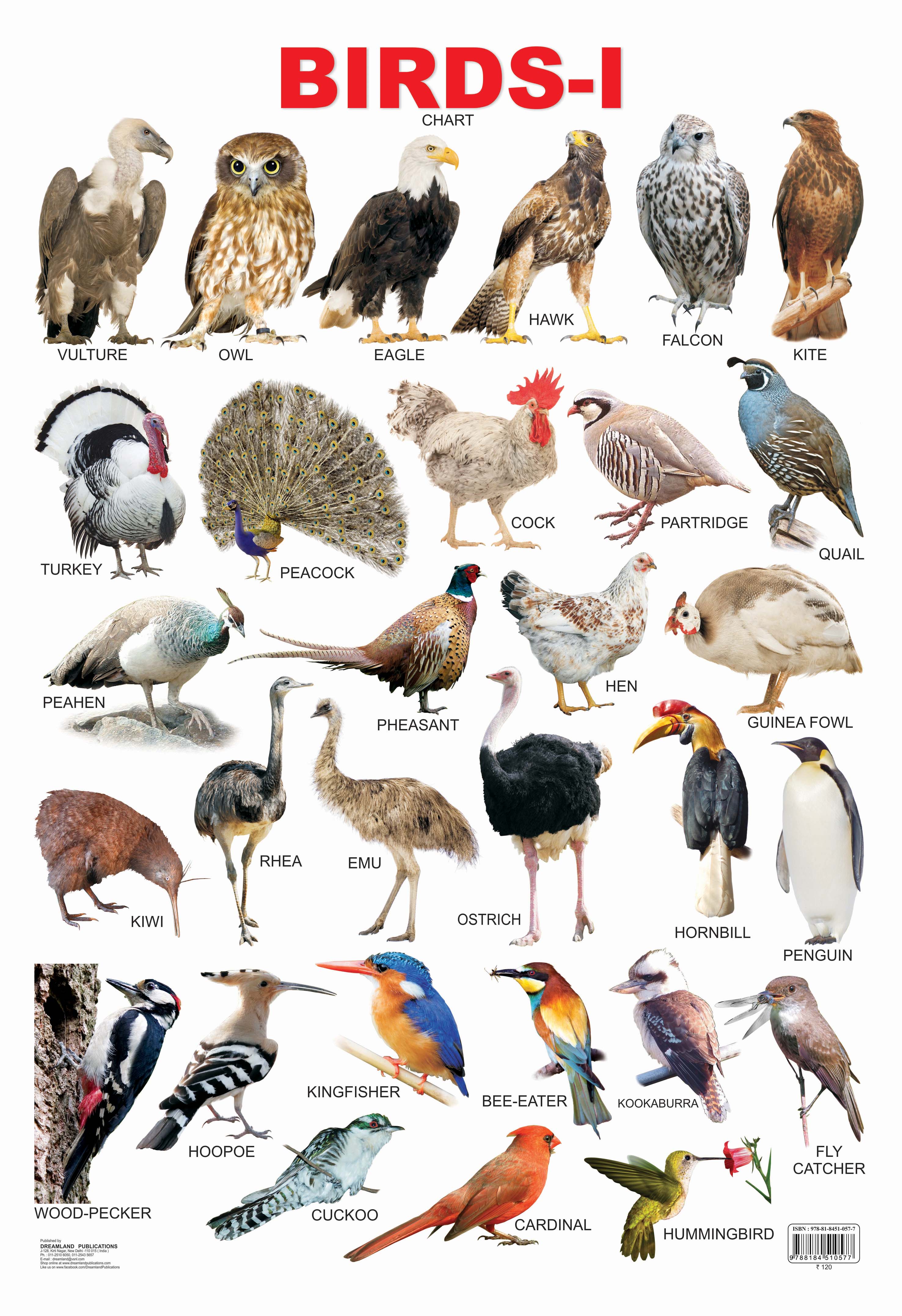 Dreamland Publications Educational Chart for Kids - Birds-1 - Distacart