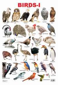 Thumbnail for Dreamland Publications Educational Chart for Kids - Birds-1 - Distacart