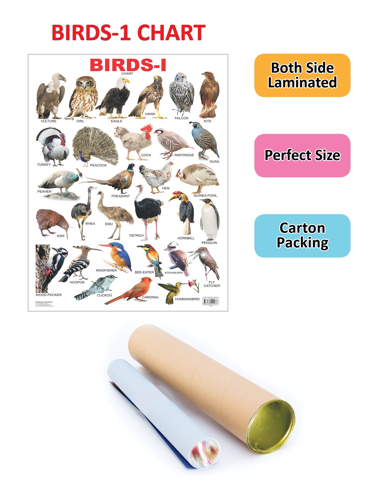Dreamland Publications Educational Chart for Kids - Birds-1 - Distacart
