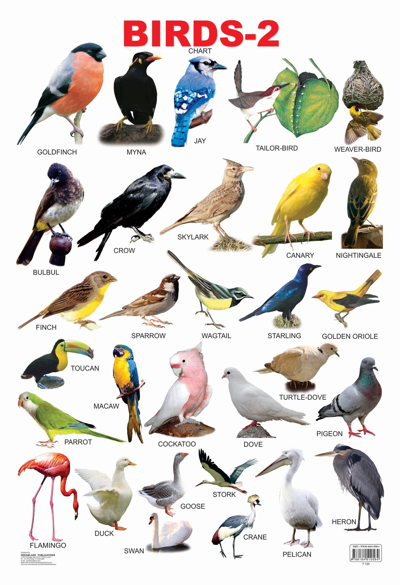 Dreamland Publications Educational Chart for Kids - Birds-2 - Distacart